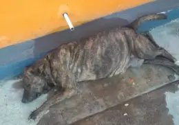 Debe sociedad involucrarse en el rescate animal