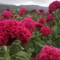 Siembran "Mano Pantera" para el Día de Muertos