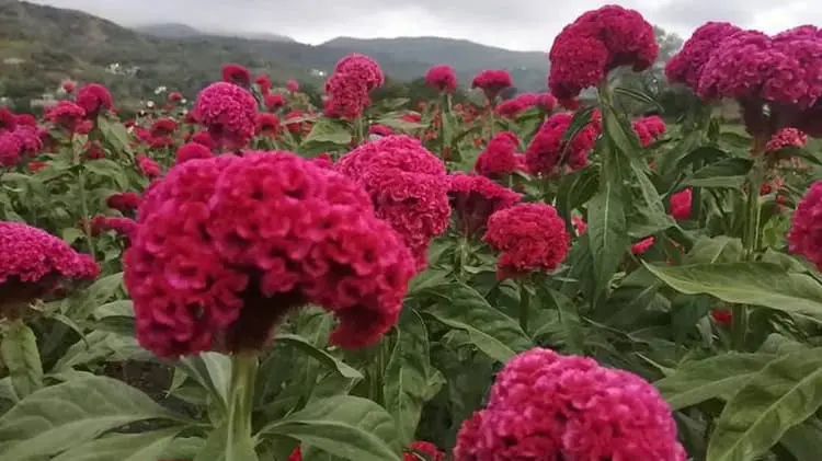 La flor de terciopelo, o "Mano Pantera" como también se le conoce en la región, llenará de nueva cuenta de colores la Calzada Francisco Villanueva, como ha ocurrido desde hace más de 30 años.