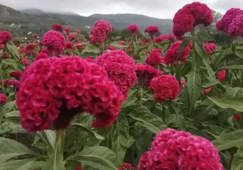 Siembran "Mano Pantera" para el Día de Muertos