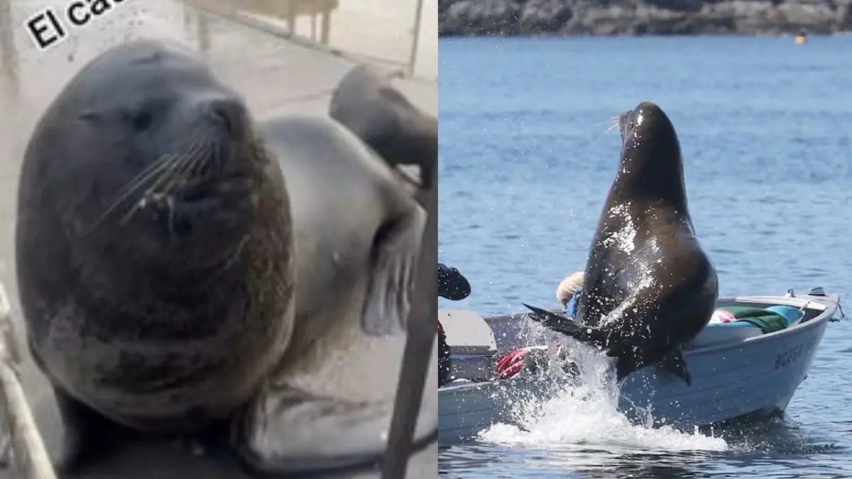 Lobo marino y su cuidador se hacen virales