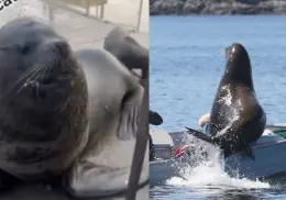 Lobo marino y su cuidador se hacen virales luego de compartir su estrecha amistad en redes