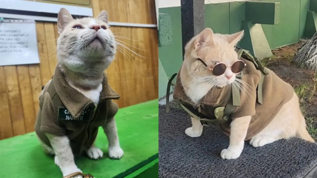 Naruto, el gatito que conquistó Chile