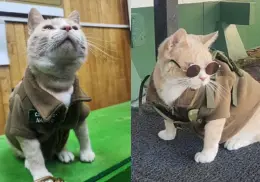 Naruto, el gatito que conquistó Chile luego de ser adoptado por la comisaría