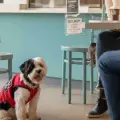 Tendencia pet friendly: Así puedes transformar tu negocio en un espacio para las mascotas