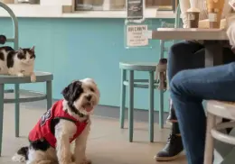 Tendencia pet friendly: Así puedes transformar tu negocio en un espacio para las mascotas