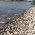 Denuncian ecocidio marino en sur de Sonora