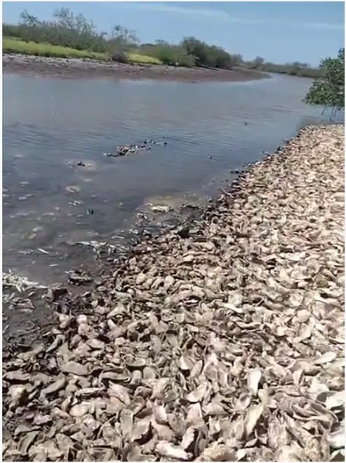 Denuncian ecocidio marino en sur de Sonora