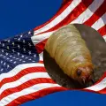 Estados Unidos detecta primer caso de gusano barrenador en humanos