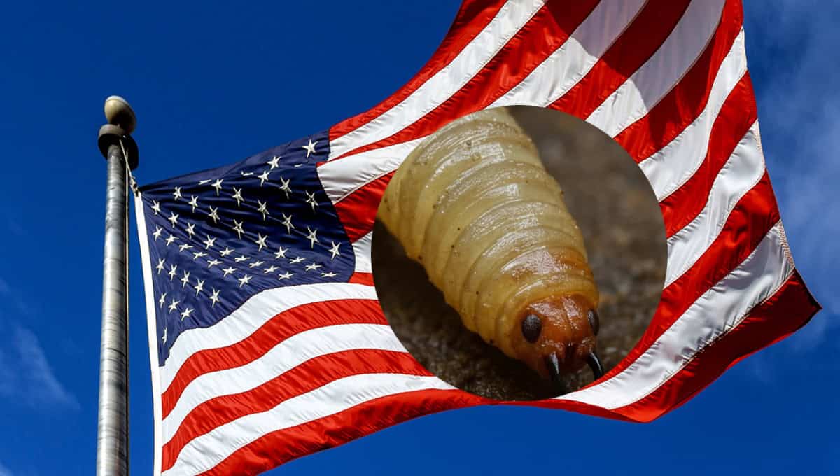 Estados Unidos detecta primer caso de gusano barrenador en humanos