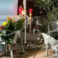 Perrito mestizo acompañó a su mejor amigo desde su muerte hasta su última morada
