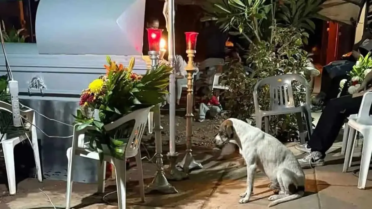 Perrito mestizo acompañó a su mejor amigo desde su muerte hasta su última morada