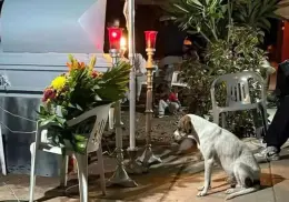 Perrito mestizo acompañó a su mejor amigo desde su muerte hasta su última morada