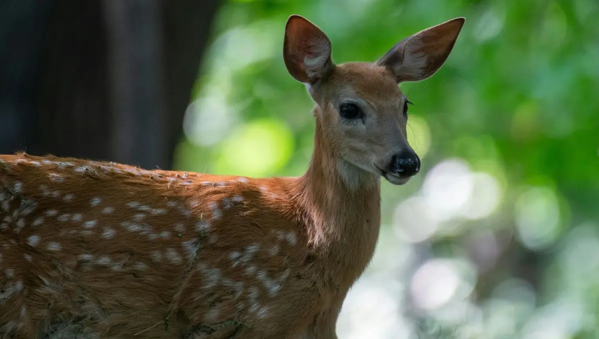 El animal se encuentra en buen estado / Pexels