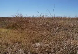 Nuevo ciclo agrícola se encuentra incierto