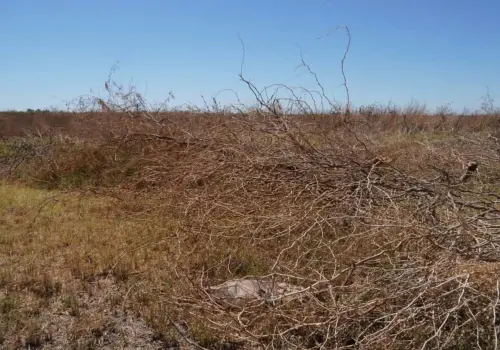 Nuevo ciclo agrícola se encuentra incierto