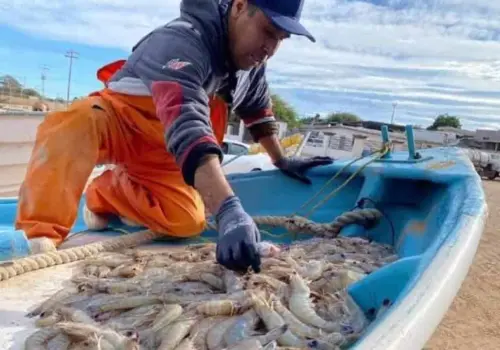 La veda del camarón debe levantarse del 5 al 10 de septiembre, piden pescadores
