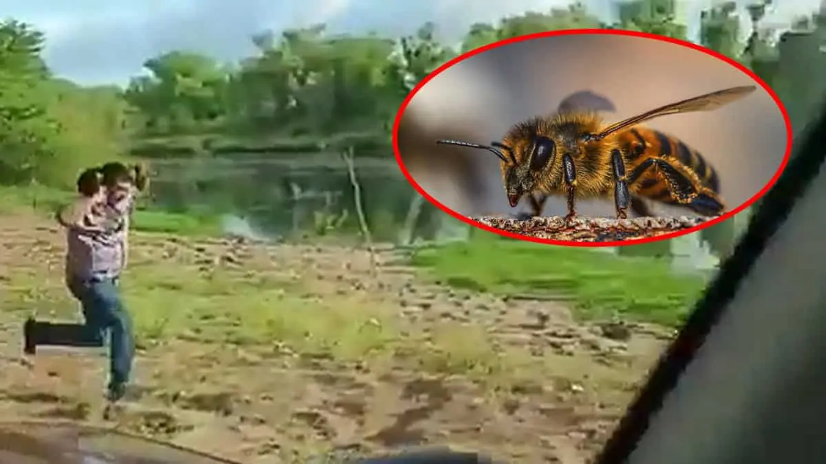 VIDEO | Hombre se tira al río para escapar de ataque de abejas