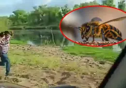 VIDEO | Hombre se tira al río para escapar de ataque de abejas