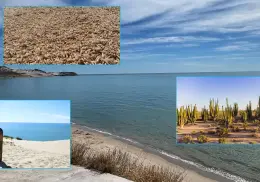 San Nicolás: La playa sonorense de los caracoles, que te cautivará con su belleza | VIDEO