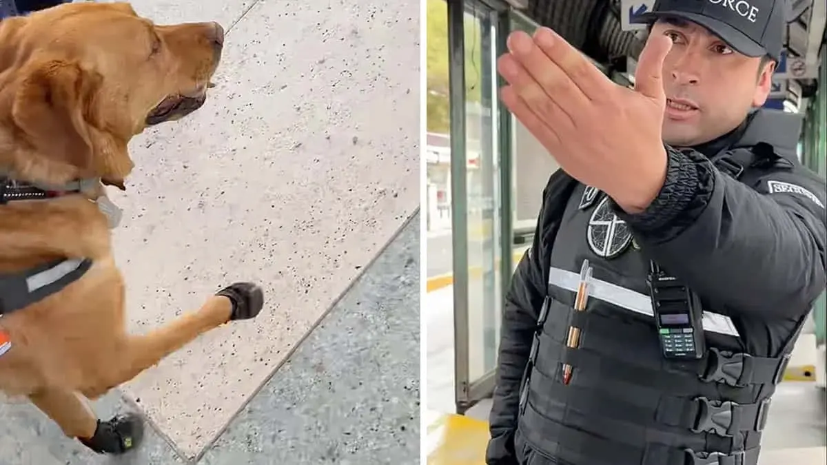 VIDEO | Policía impide a invidente subir con su perro guía al transporte público: le pide que lea las reglas
