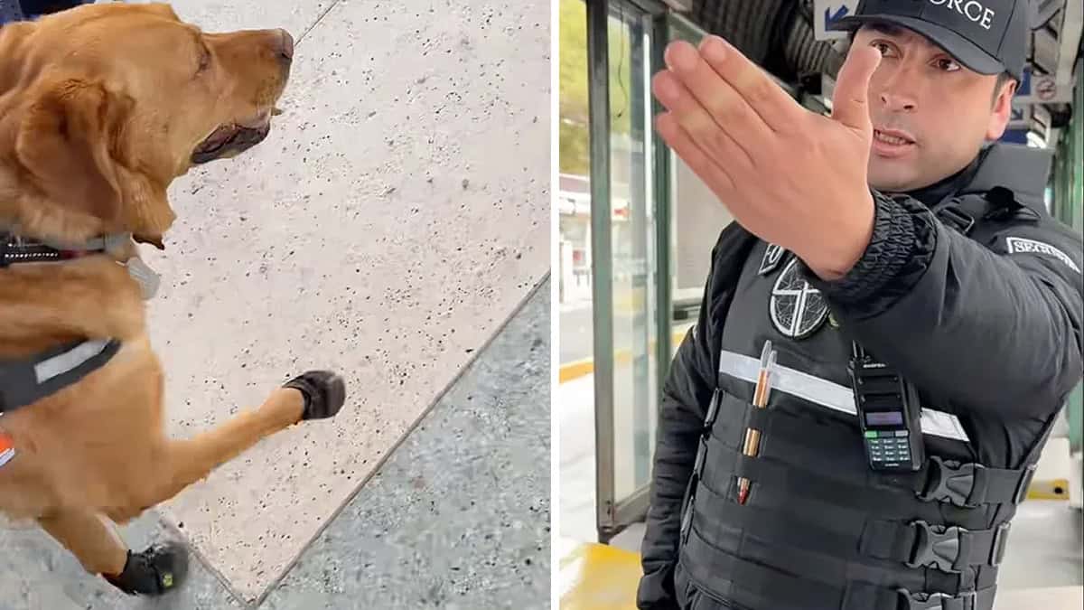 VIDEO | Policía impide a invidente subir con su perro guía al transporte público: le pide que lea las reglas