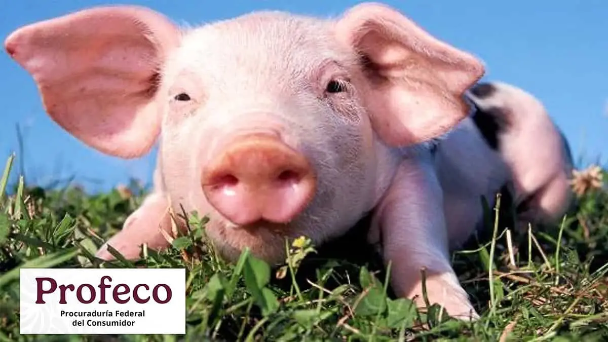 Profeco: ¿Vas a comprar carne de puerco? Esto tienes que hacer antes