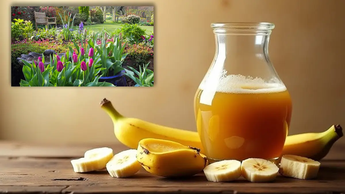 Cáscara de plátano y vinagre blanco: para qué sirve licuado y cómo hacerlo
