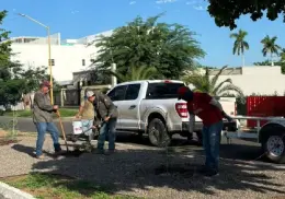 Reforestan camellón; JPO invita a adoptar un árbol