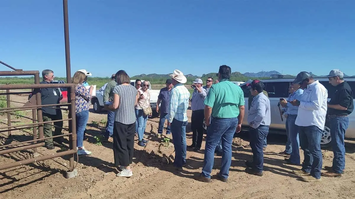 Inspecciona USDA ganado en Sonora