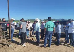 Inspecciona USDA ganado en Sonora