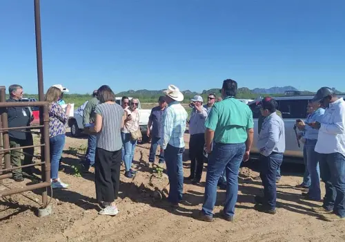 Inspecciona USDA ganado en Sonora