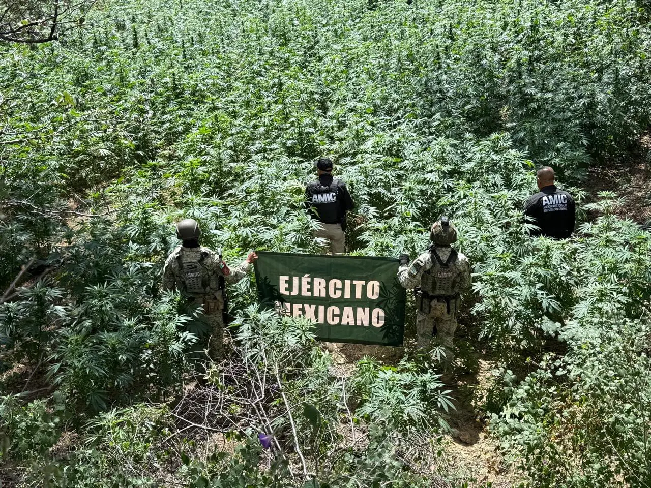 Localizan y destruyen plantío de mariguana en Cananea