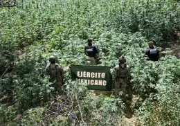Localizan y destruyen plantío de mariguana en Cananea