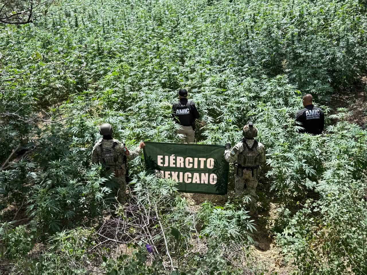 Localizan y destruyen plantío de mariguana en Cananea