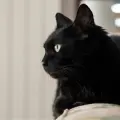 ¿Por qué no se regalan gatos negros en esta temporada? Conoce la oscura verdad detrás de esto