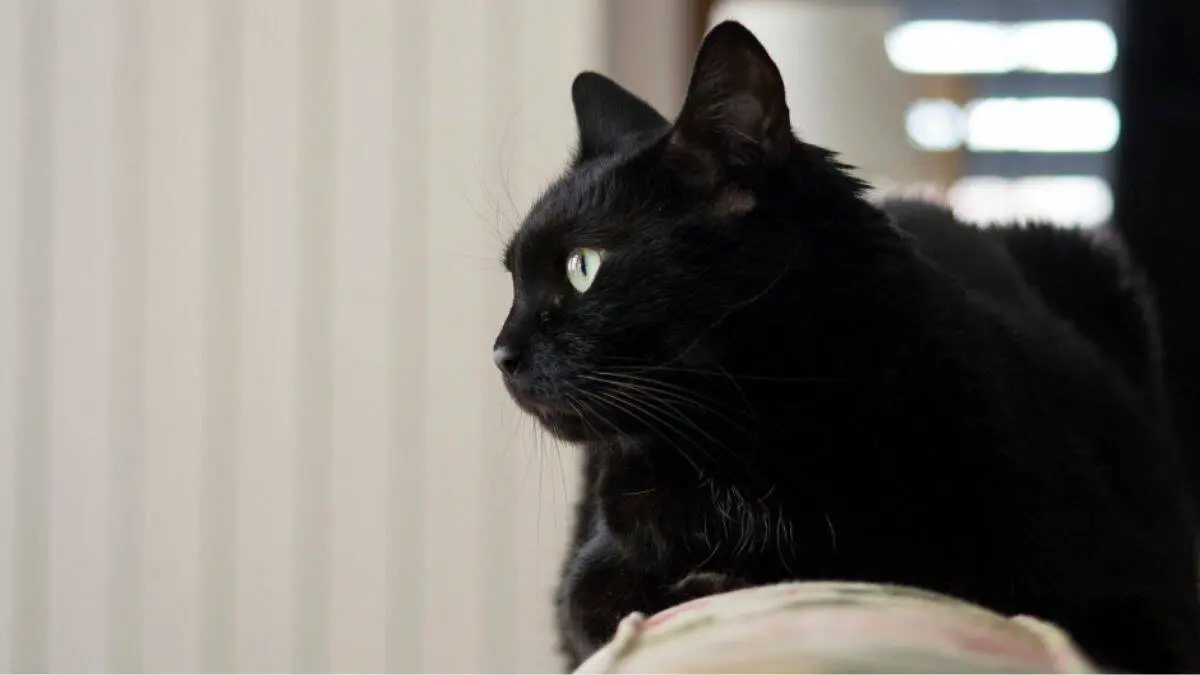 ¿Por qué no se regalan gatos negros en esta temporada?