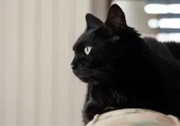 ¿Por qué no se regalan gatos negros en esta temporada? Conoce la oscura verdad detrás de esto