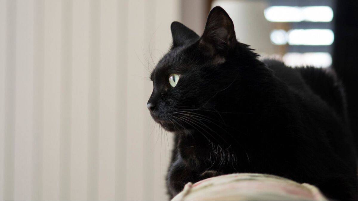 ¿Por qué no se regalan gatos negros en esta temporada? Conoce la oscura verdad detrás de esto