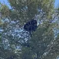 En Agua Prieta realizan labores de rescate de oso