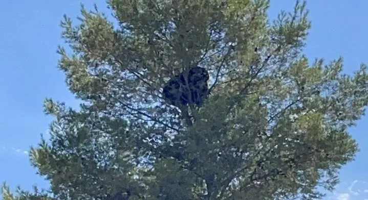Hasta las 18 horas de este martes el Ayuntamiento reportó que el animal aún se encontraba montado en la parte alta de un árbol y para atender el caso también se procedió a notificar a la Procuraduría Federal de Protección al Ambiente (Profepa).