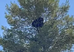 En Agua Prieta realizan labores de rescate de oso