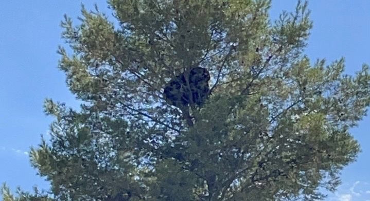 En Agua Prieta realizan labores de rescate de oso