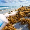 Pasta dental hecha con sargazo: innovación de estudiantes en Puerto Rico contra la caries