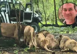 VIDEO | Muere devorado por manada de leones en un zoológico; al parecer el cuidador omitió las reglas