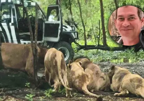 VIDEO | Muere devorado por manada de leones en un zoológico; al parecer el cuidador omitió las reglas