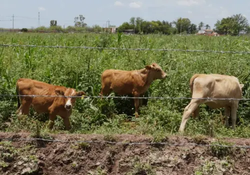 Buscan incrementar pariciones de ganado