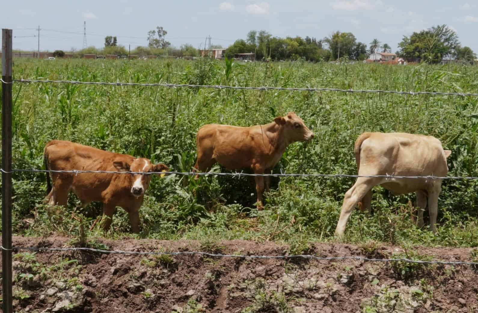 Buscan incrementar pariciones de ganado