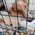 Rescate Animal de Cajeme pide apoyo para salvar a canes