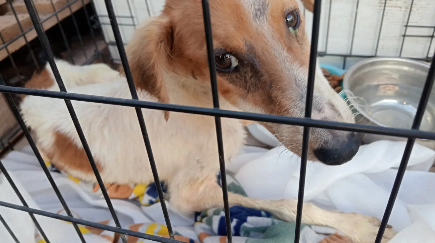 Rescate Animal de Cajeme pide apoyo para salvar a canes